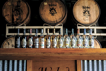 article image - Wicked Dolphin-Rums-062526